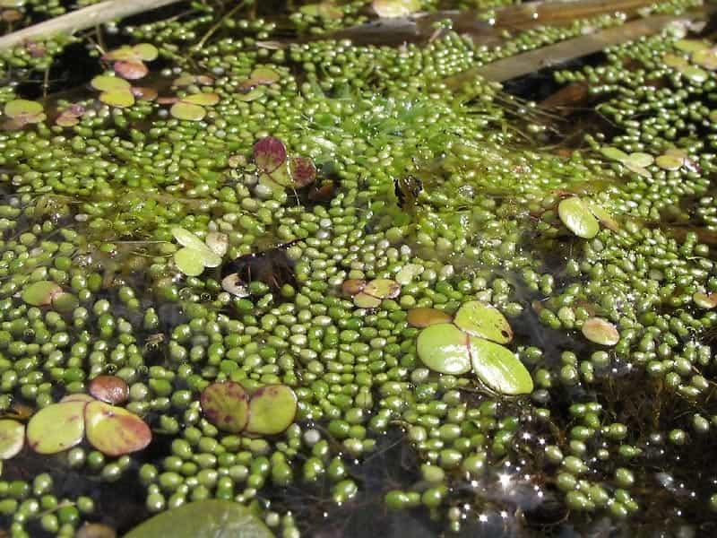 Wolffia arrhiza (Rootless Duckweed) - Pevensey Levels, Susse… - Flickr