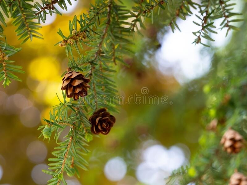 Woolly Adelgids Threaten Eastern Hemlock Trees - Scenic Hudson