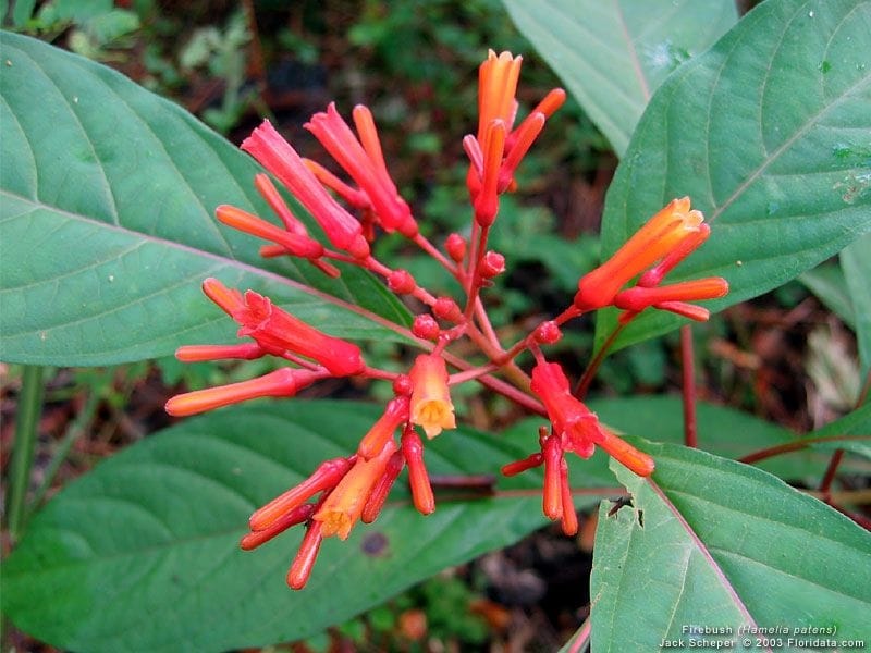 Yard Doc Firebush a good plant for Treasure Coast landscapes