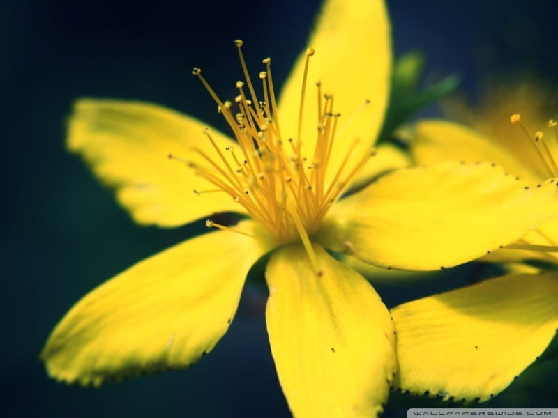 Yellow Flower Background by Ruth Black