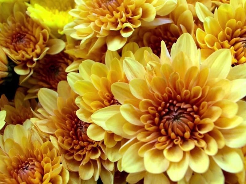 Yellow Flower HD Wallpapers - Top Free Yellow Flower HD Backgrounds -  WallpaperAccess