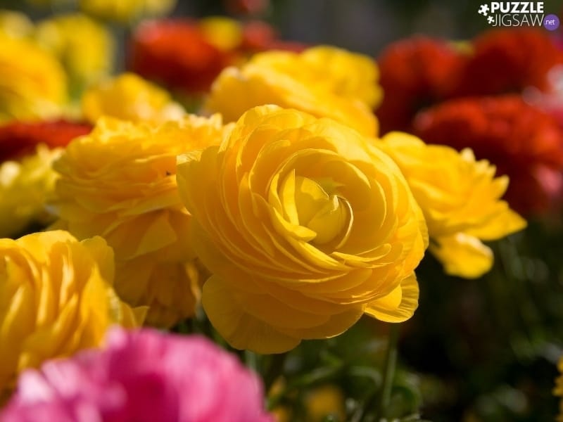 Yellow Flower of Garden Coreopsis Stock Photo - Image of blank, pattern:  22481326