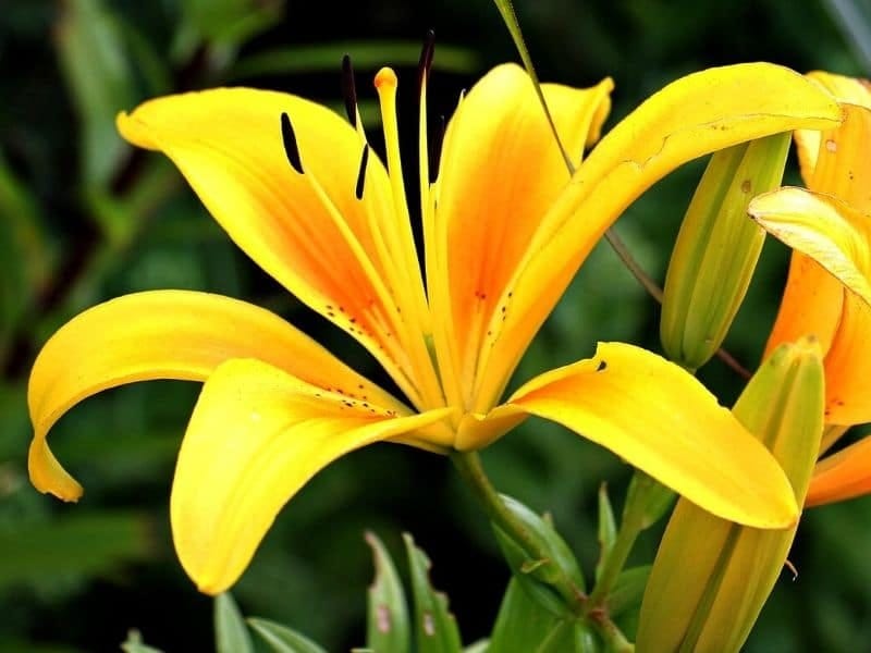 Yellow Monday: Top Ten Yellow Flowers - AnOther