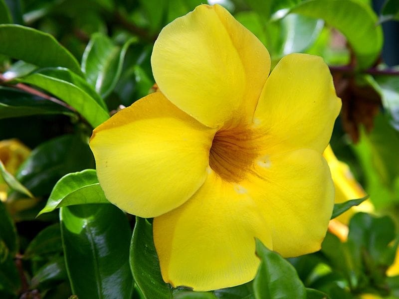 Yellow Oleander Flower with Fruit on Tree with Green Leaves  Branches.  Stock Image - Image of fruit, branch: 182694671