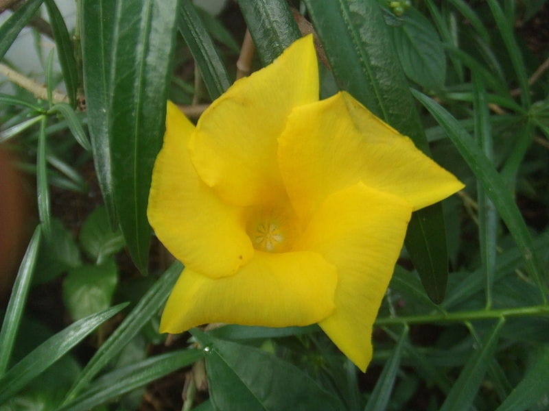 Yellow Oleander/ Korobi (1 Live Plant): Buy Yellow Oleander/ Korobi (1 Live  Plant) Online at Low Price - Snapdeal