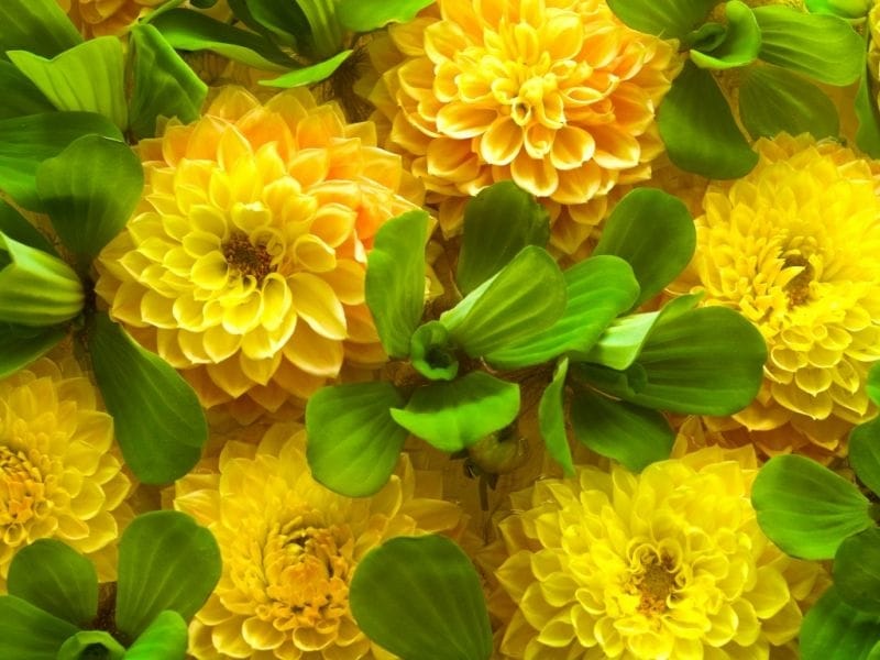 Yellow flowers on a white background, a spring primrose Stock Photo by  ©seqoya 11567052