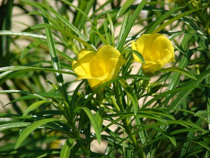 Yellow oleander (Cascabela thevetia) - YouTube