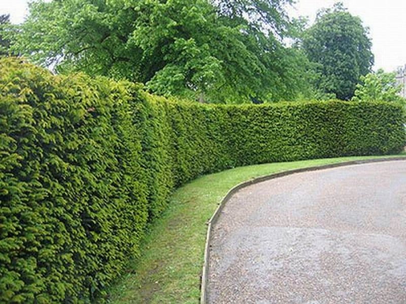 Yew - planting, pruning, and caring for yew, including topiary