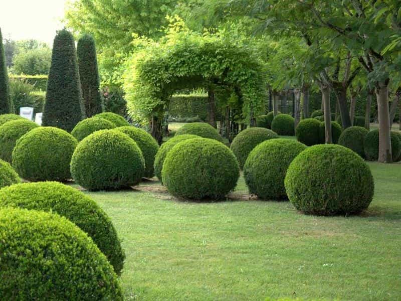 Yew Hedge Plants - Taxus Baccata Hedging - best4hedging