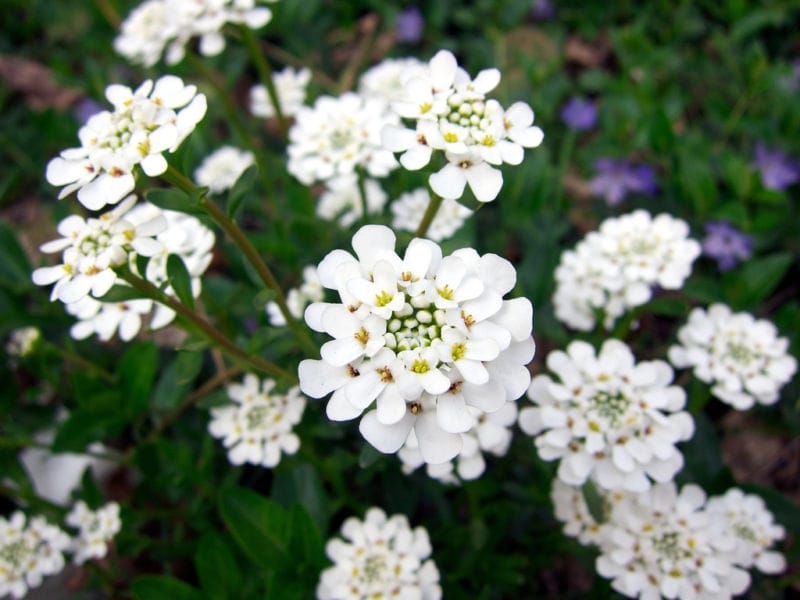 You're my candytuft - Wild Food Girl