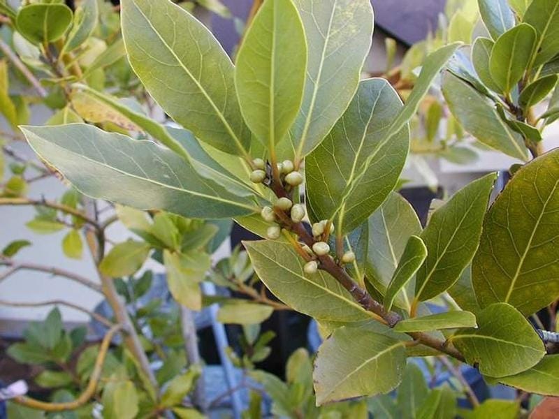 You can grow your own bay laurel, and now's a great time to plant one