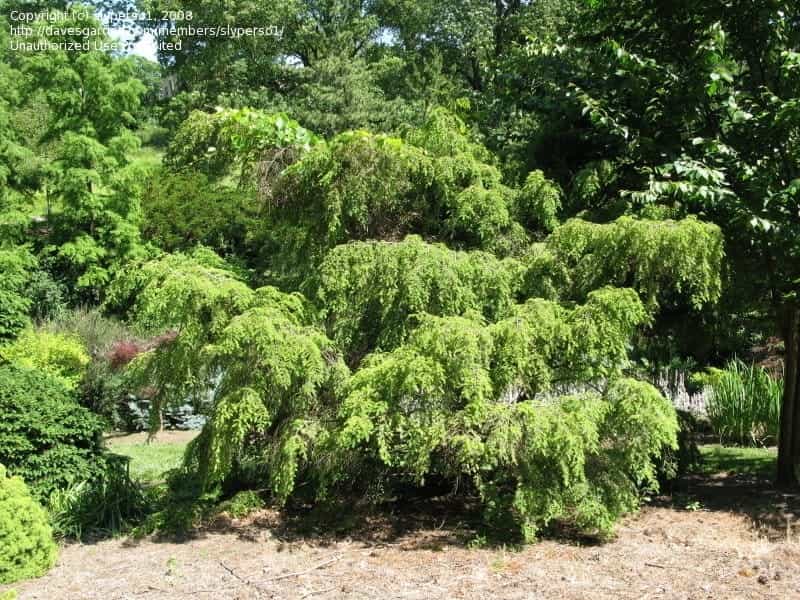 Young Eastern Hemlock Tree Standing Nature Stock Photo (Edit Now) 791040574