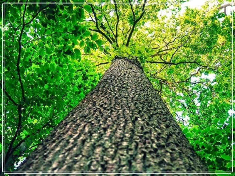 Your pictures on the theme of 'the beauty of trees' - BBC News