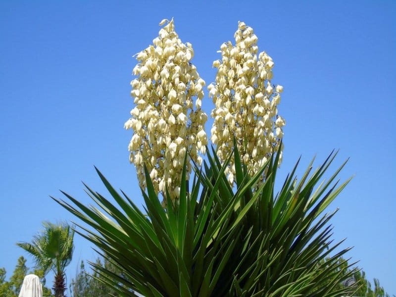 Yucca Cane 101: How to Care for Yucca Canes - Bloomscape