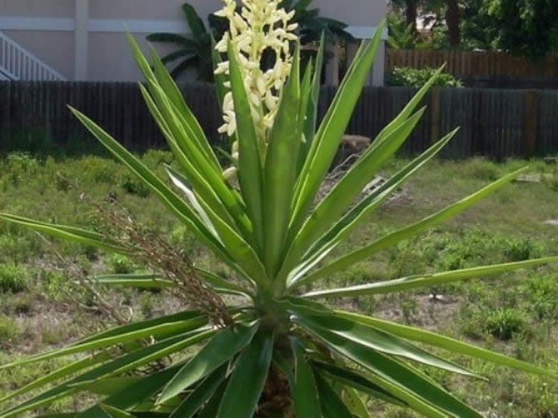 Yucca Large Plants Cane Plants for Sale Online - Buy Now Totally Plants