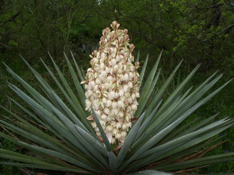 Yucca Plant Care - Growing The Yucca Tree [HOW TO]