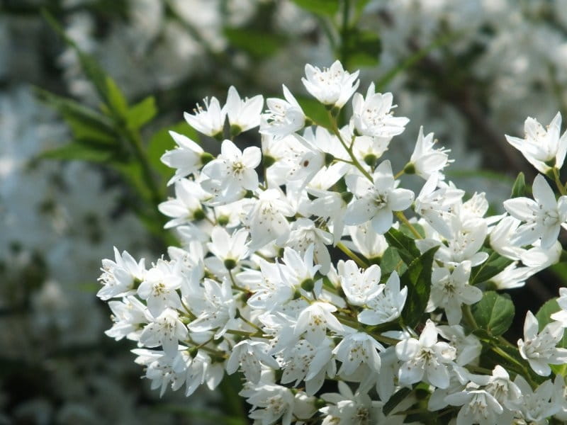 Yuki Snowflake® - Deutzia x - Proven Winners