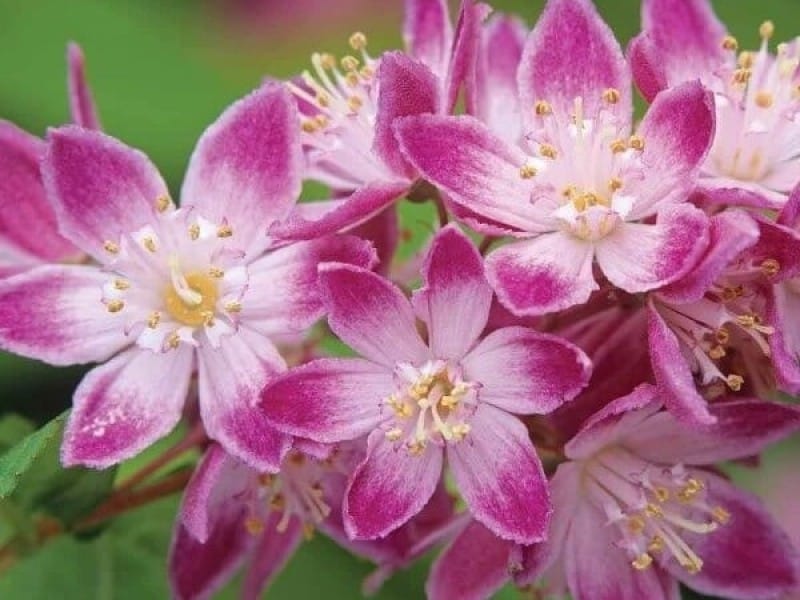 Yuki Snowflake® Deutzia - Plant Addicts