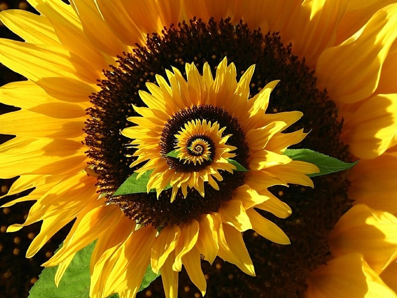 beautiful sunflower drawing Stock Vector Image  Art - Alamy