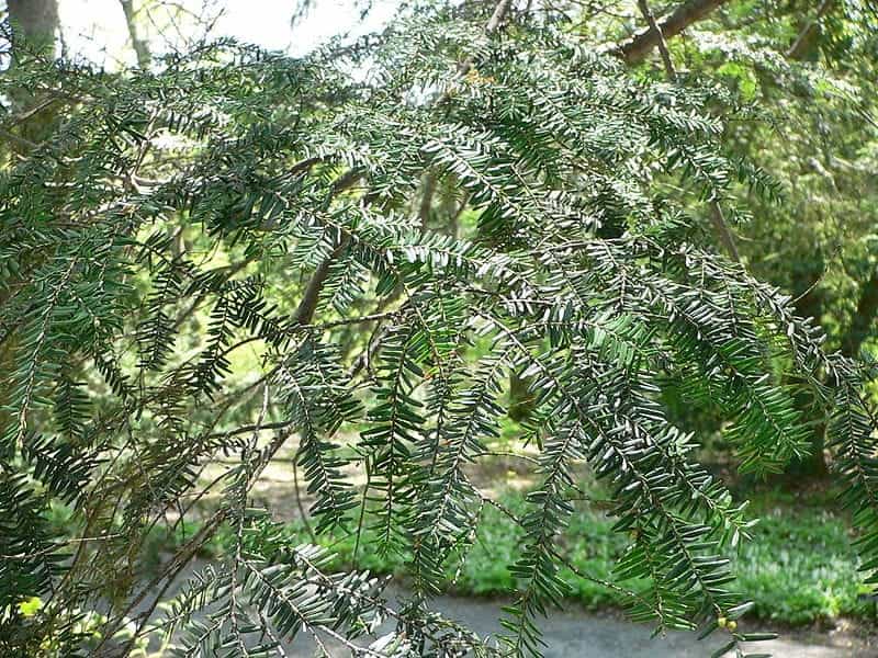 bioPGH Blog: Eastern Hemlock - Phipps Conservatory and Botanical Gardens -  Pittsburgh PA