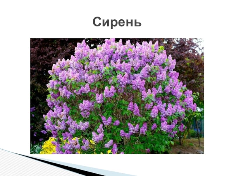 blooming lilac, lilac bushes, spring flowers, purple lilac Stock Photo -  Alamy