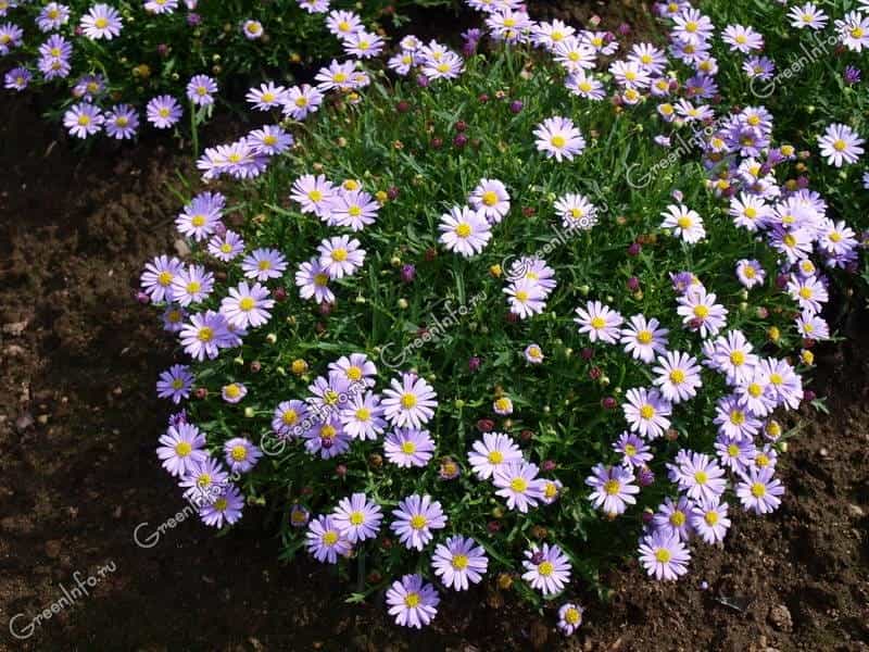 blue daisy brachyscome iberidifolia - Royalty free image - #5198571 -  PantherMedia Stock Agency