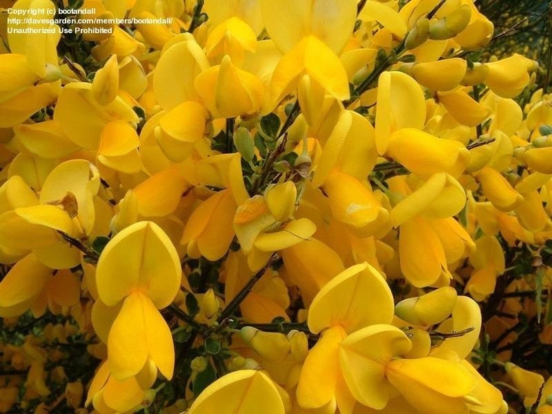 broom, broom yellow, scotch broom, flowers, shrub, flowering - Pikist