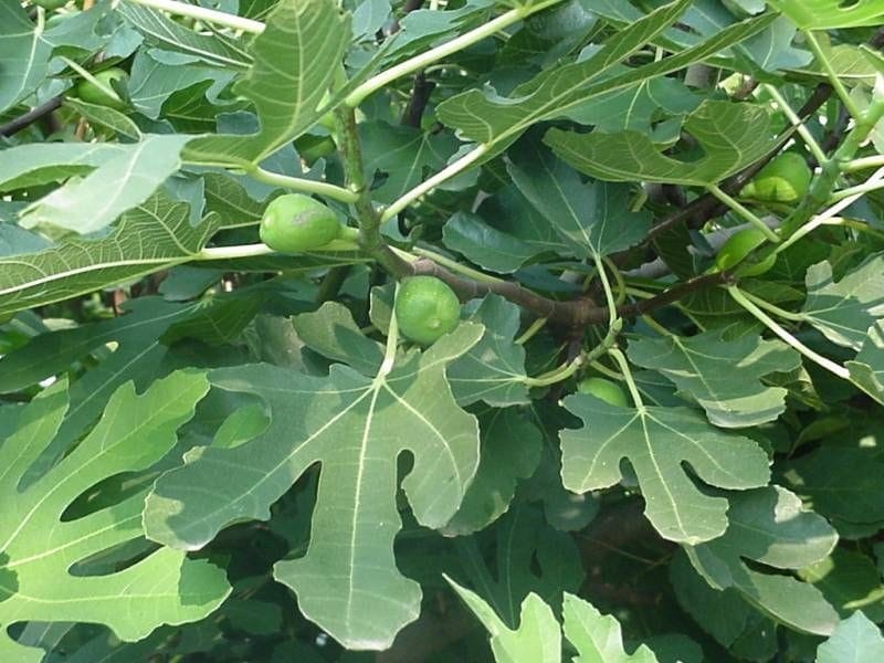 common fig, garden fig, 7,65 €