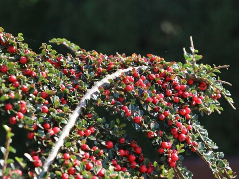 cotoneaster - Wiktionary