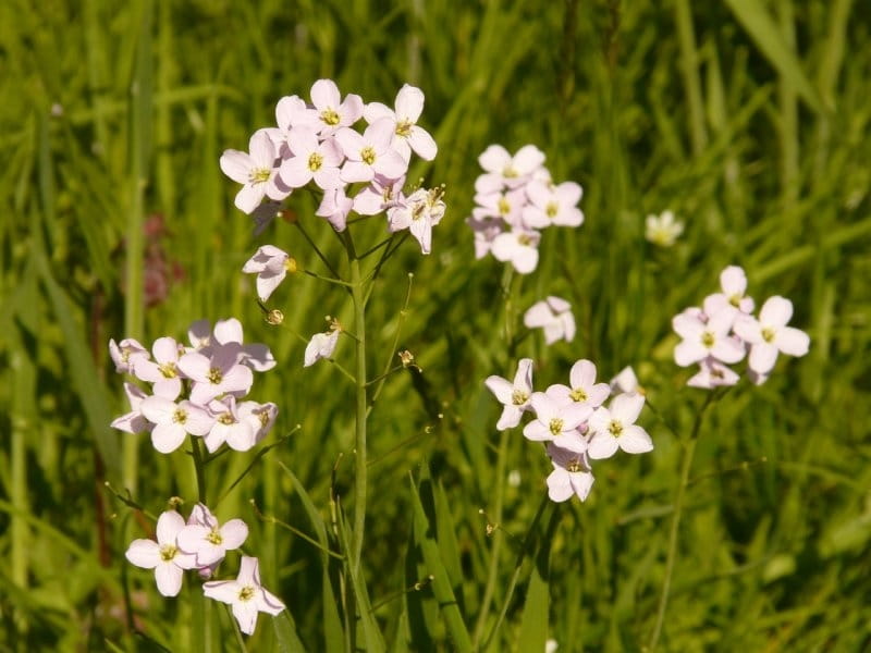 cuckoo flower, flower, mayflower, wild, cardamine, pratensis, smock, cuckoo,  plant, nature, white - Pikist