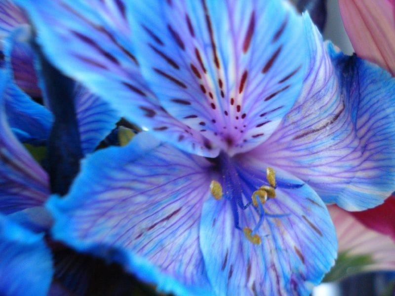 dark blue lilies - bridal bouquet ** - Blue lilies, Blue flowers, Beautiful  flowers