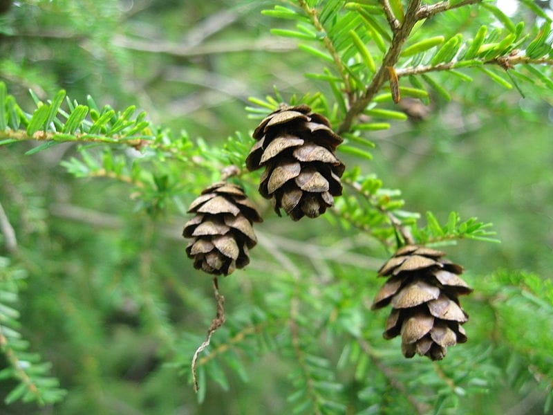 eastern hemlock (EwA Guide to the Endangered Species of the Fells (US) ) ·  iNaturalist