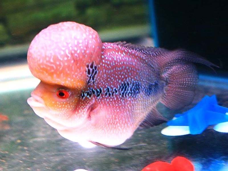flowerhorn fish Stock Photo - Alamy
