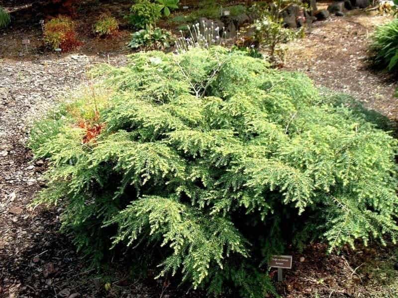 hemlock spruce, eastern hemlock (Tsuga canadensis), twig with cone Stock  Photo - Alamy