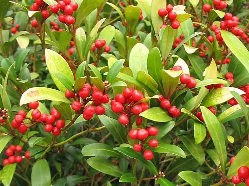 japanese skimmia shrub - Google Search - Evergreen shrubs, Shrubs, Plants