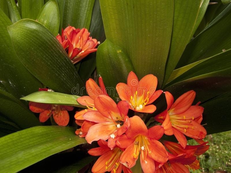 kaffir lily (Clivia miniata), flowering Stock Photo - Alamy