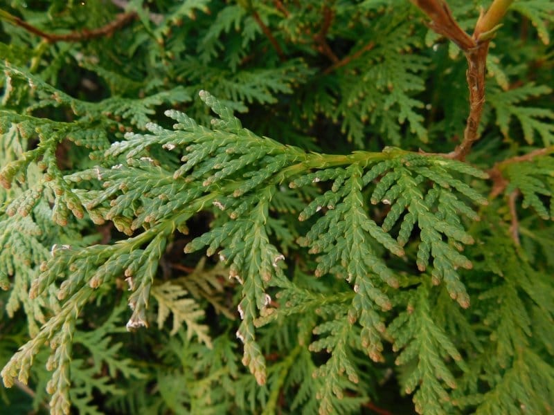 plants_details - Adcock's Nursery