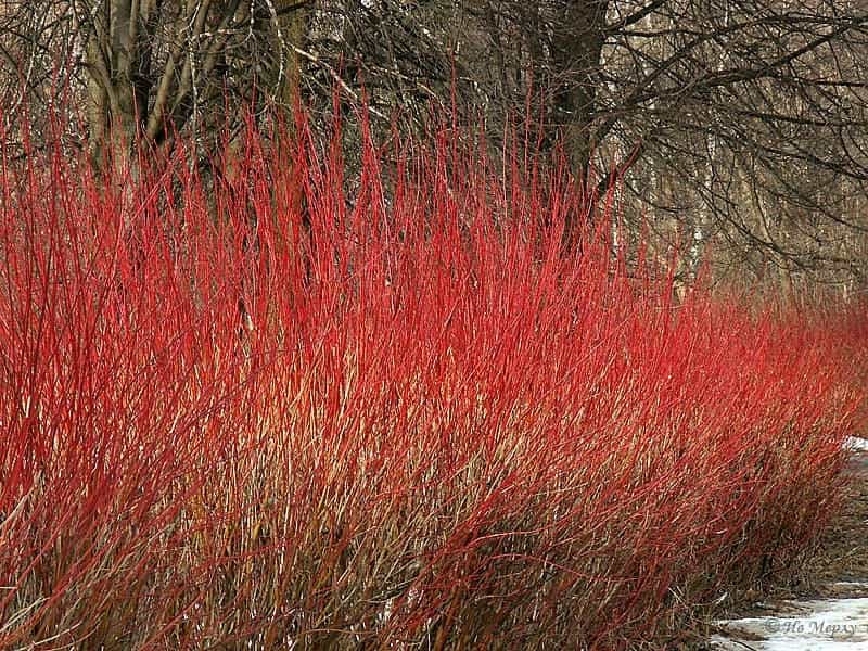 red Cornus Sericea flowering plant at spring. Also called red osier dogwood  and red rood Stock Photo - Alamy