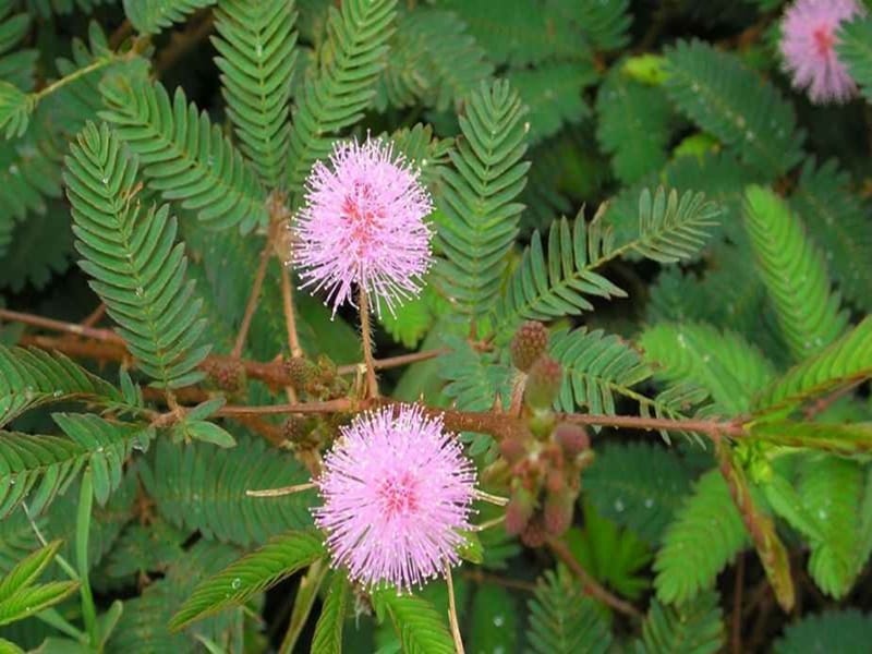 sensitive plant, Touch-me-not (Mimosa pudica), flowering Touch-me-not,  Australia, Queensland Stock Photo - Alamy