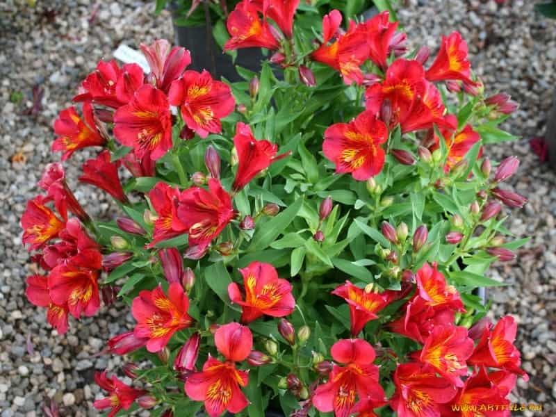 the jewel-like alstroemeria otherwise known as the Peruvian Lily