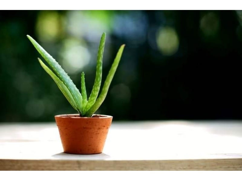 u toku grafikon Advance aloe vera care tips - thebridgesproject.org