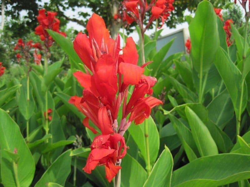 where to buy canna lily plants – The Blue Monkey Restaurant  Pizzeria