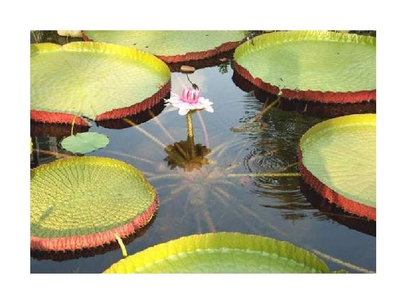 young girl stands on Victoria Amazonica water Editorial Stock Photo - Stock  Image - Shutterstock