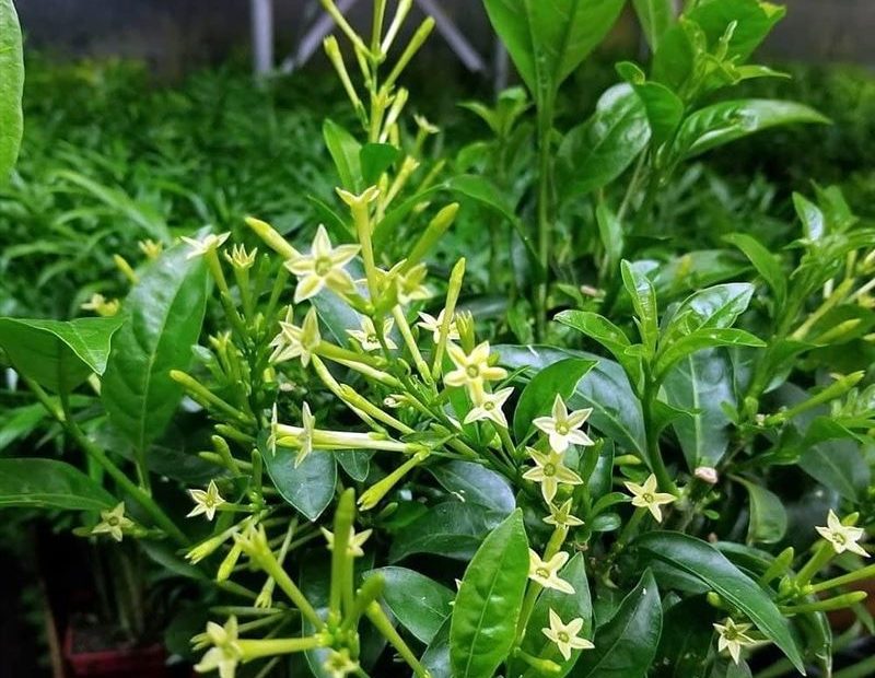 Night-blooming jasmine