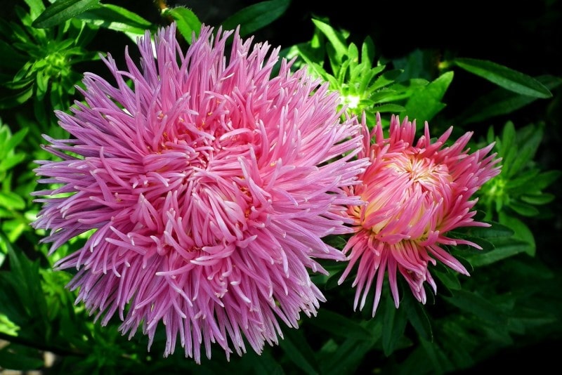 Aster flower photo