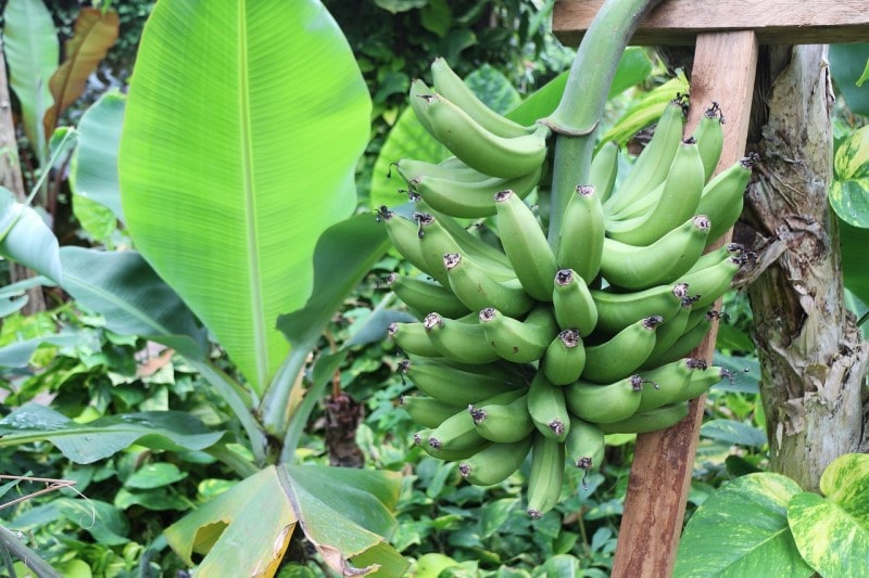 The banana shrub produces small, creamy yellow flowers that are about 1.5 inches in diameter. The flowers are usually borne in the spring and summer, and they have a sweet, fruity fragrance that is most pronounced in the evening