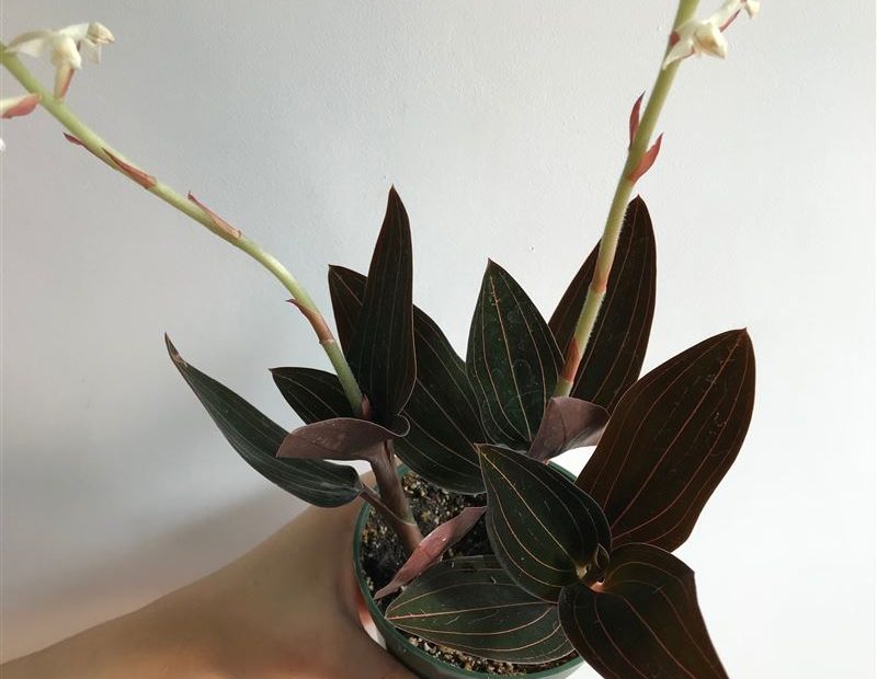 Black Jewel Orchid
