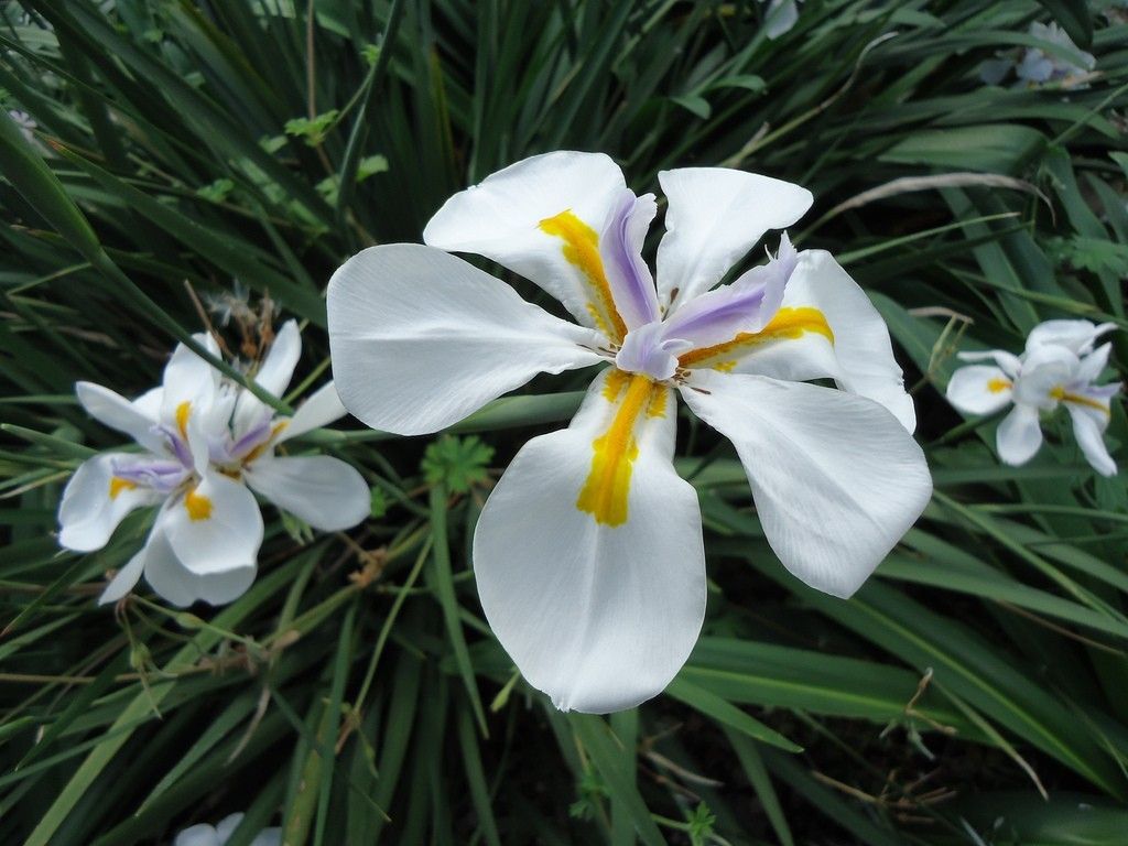 Dietes plants