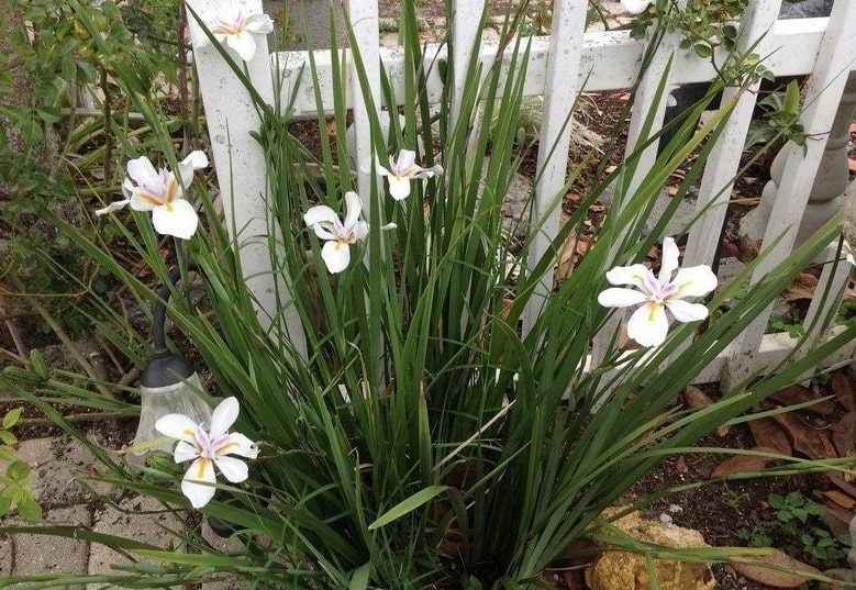 Dietes