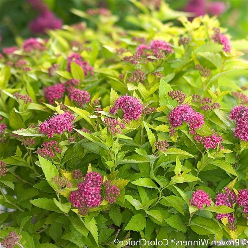 10+ Spirea Pictures & Photos 🍁 Green Gardens